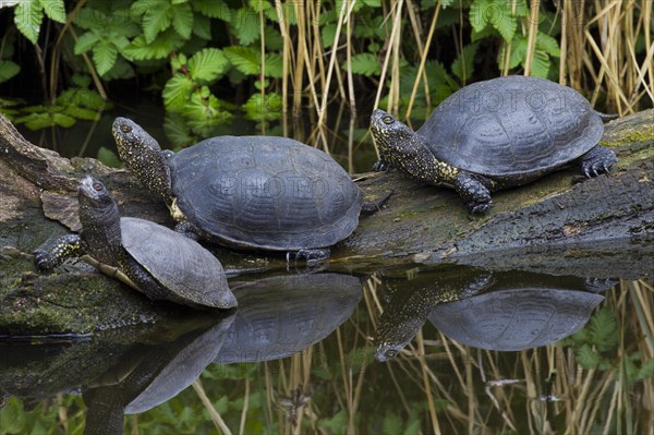 European pond turtles