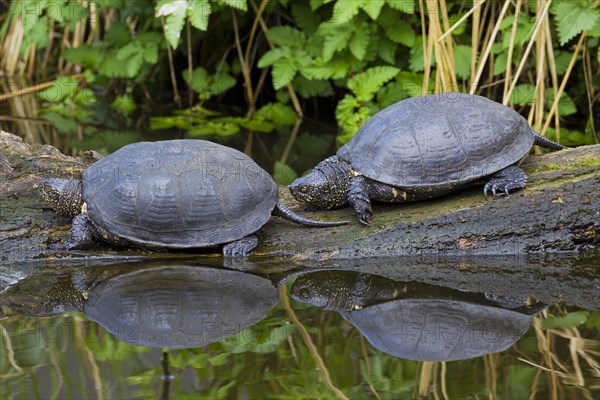 European pond turtle