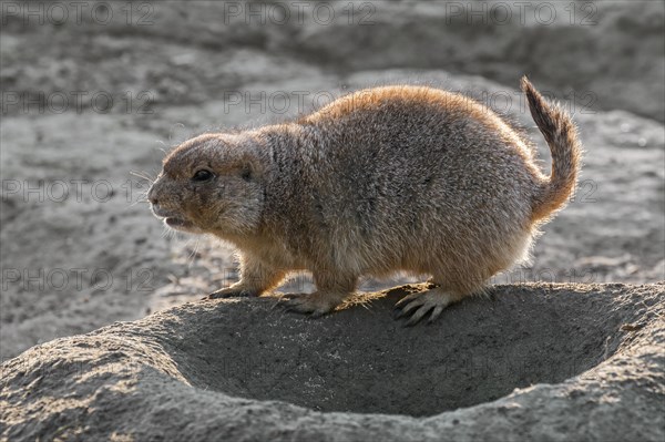 Black-tailed prairie dog