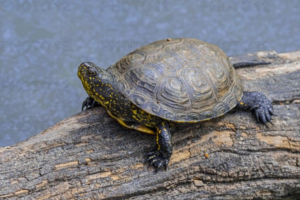 European pond turtle