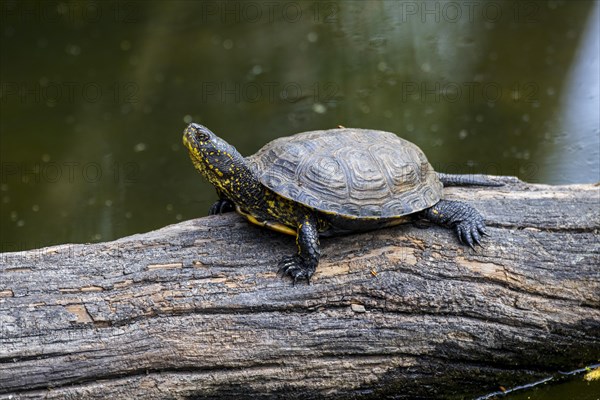 European pond turtle