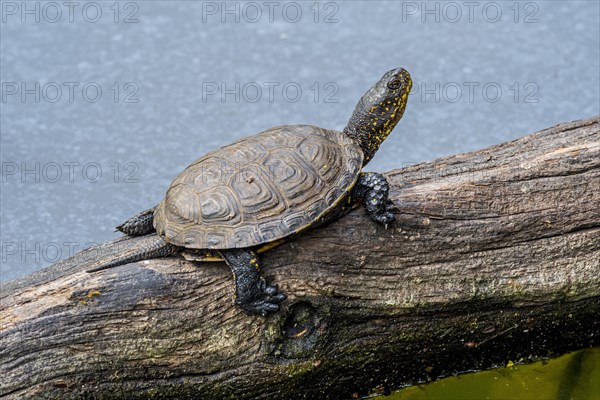 European pond turtle