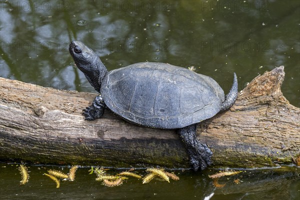 European pond turtle