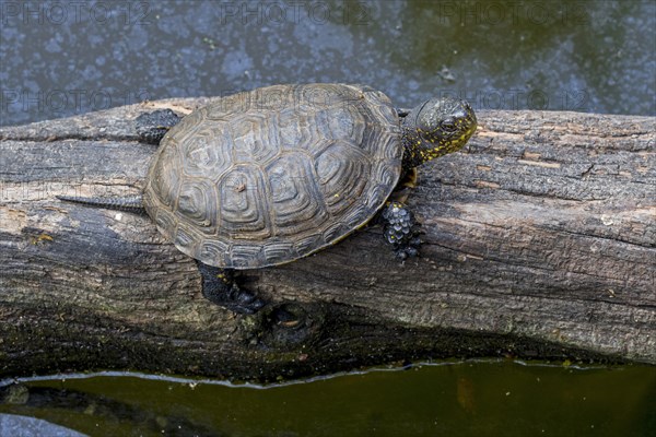 European pond turtle