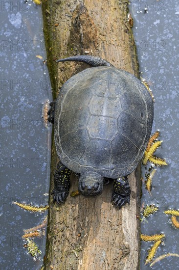 European pond turtle