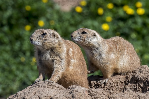 Black-tailed prairie dogs