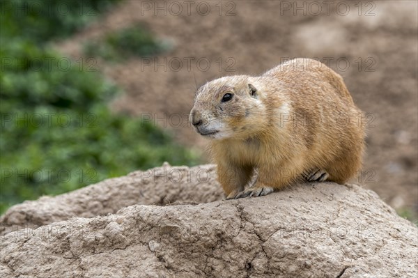 Black-tailed prairie dog