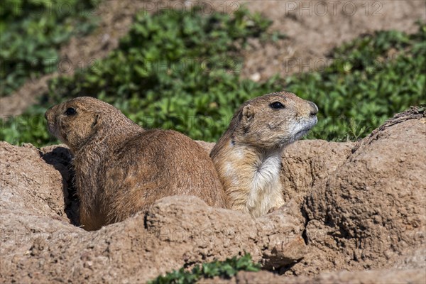 Black-tailed prairie dogs