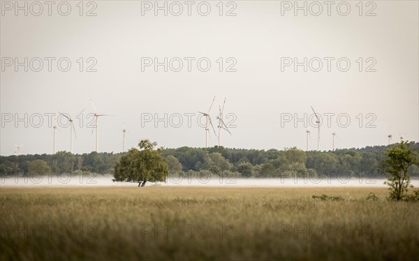 Field and meadows at dawn