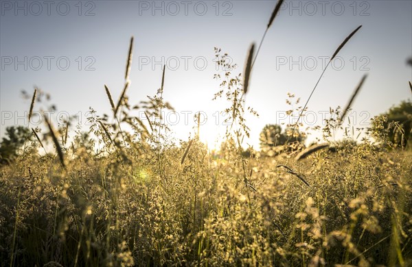 Meadows at dawn