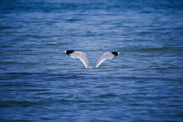 A seagull lands with spread wings on the water on the coast of Fischland Darß-ZingSt Zingst