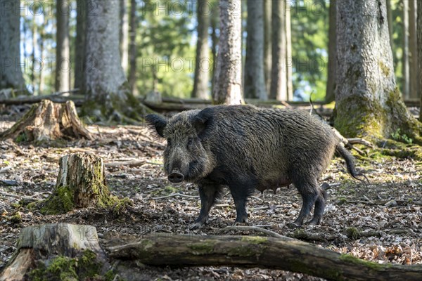 Wild boar