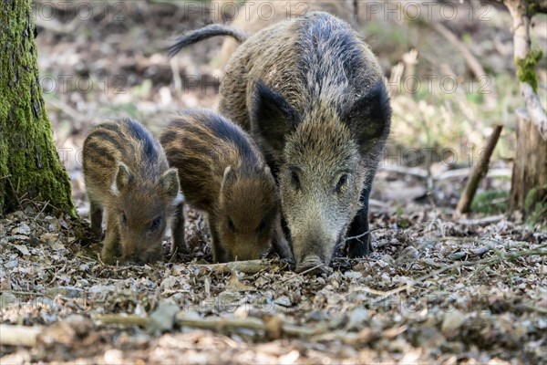 Wild boar