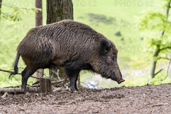 Wild boar