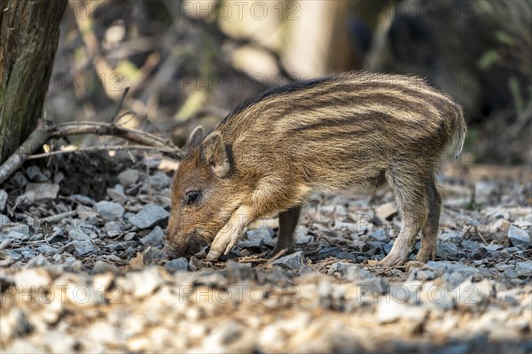 Wild boar