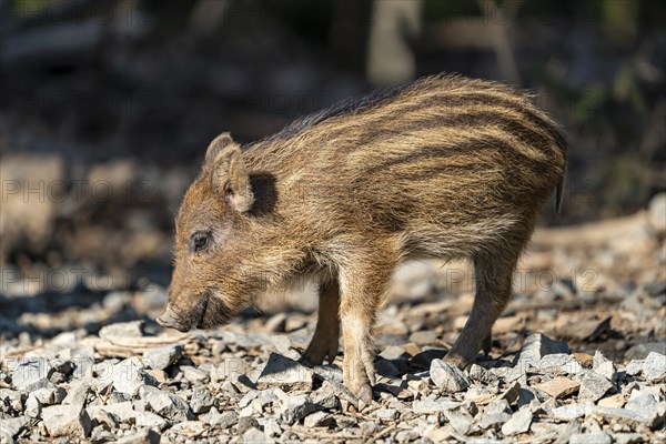 Wild boar