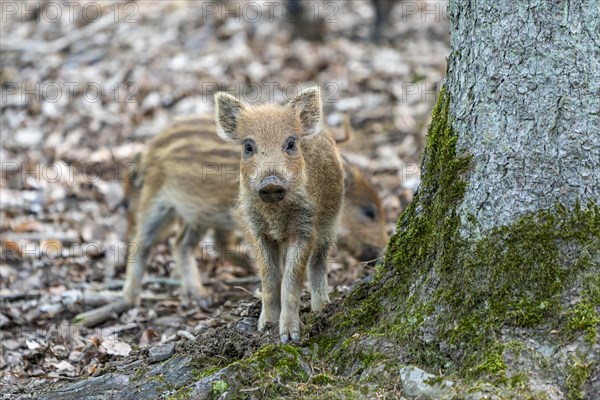 Wild boar