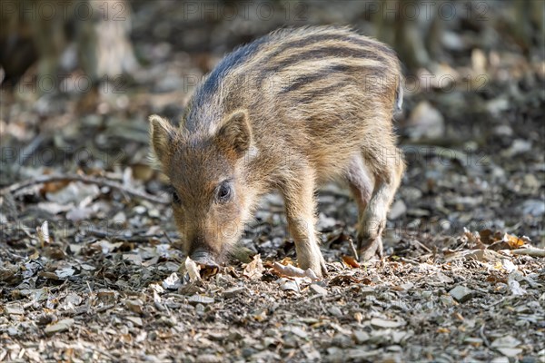 Wild boar