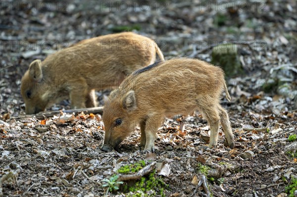 Wild boar