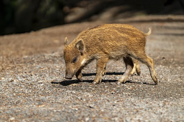 Wild boar