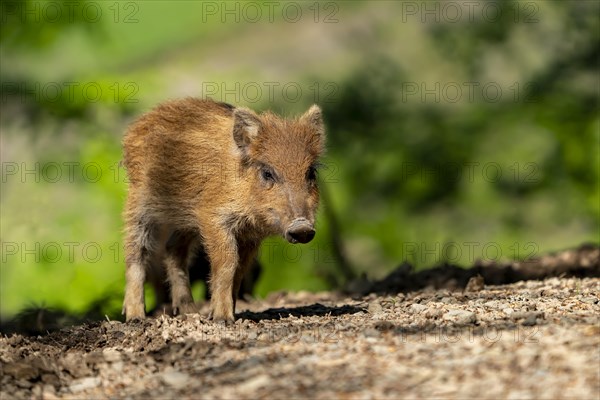 Wild boar