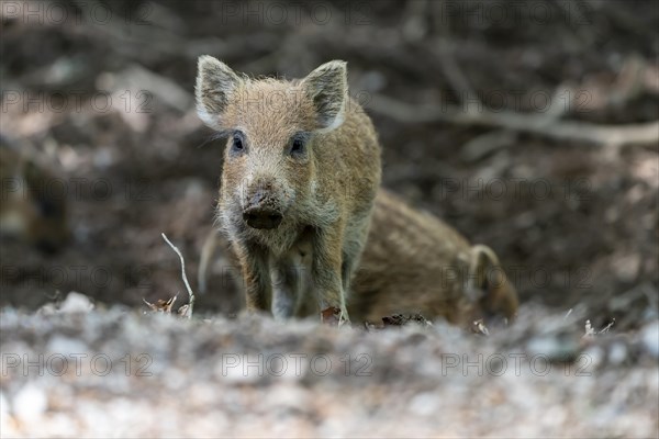 Wild boar