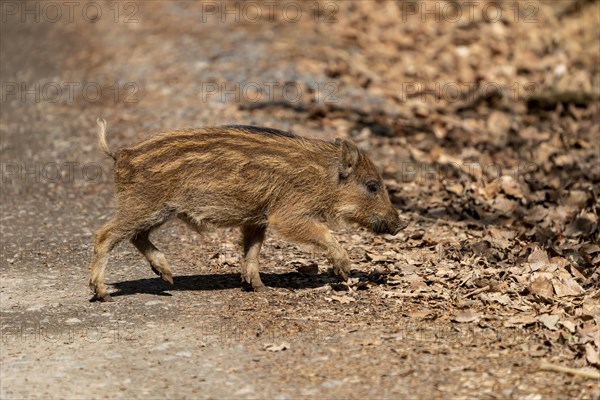 Wild boar