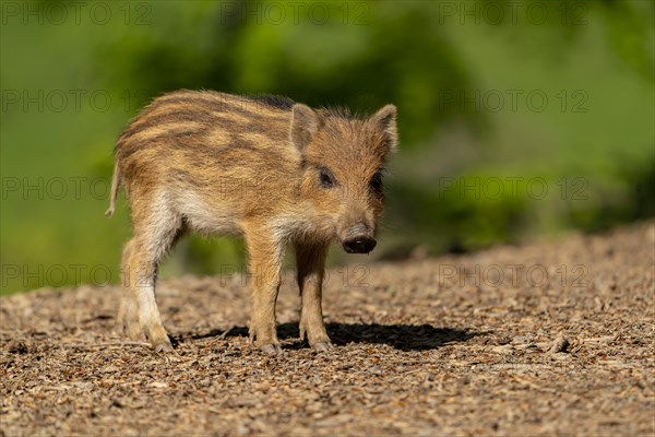 Wild boar