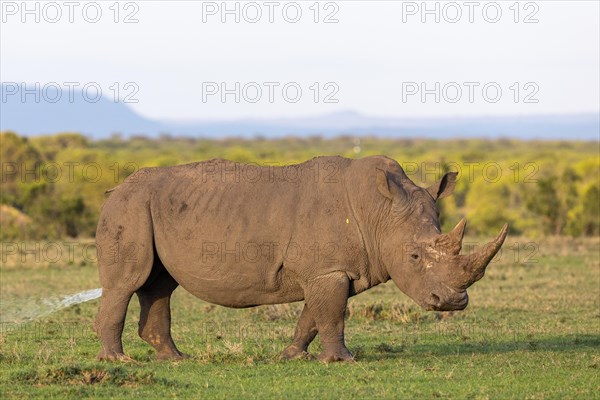 White rhinoceros