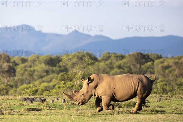 White rhino