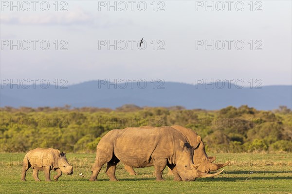 White rhino