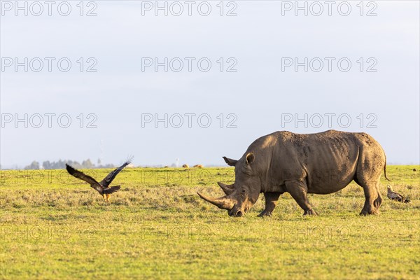 White rhino