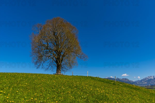 Peace lime tree