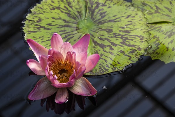 Waterlily in Kew Gardens