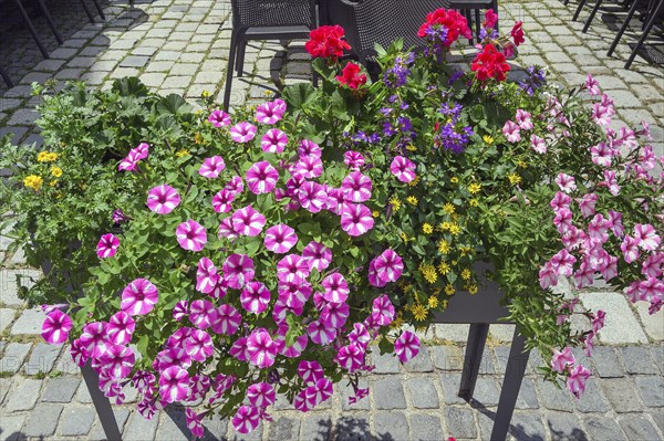 Flower box with petunias