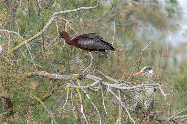 Glossy Ibis