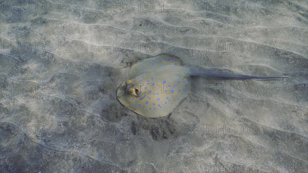 Stingray searches for food at the bottom on sunny day. Blue spotted Stingray or Bluespotted Ribbontail Ray