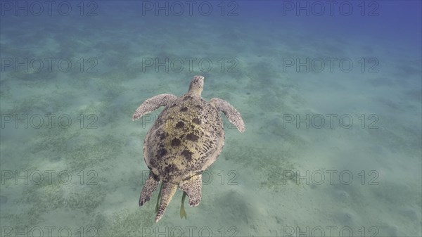 Top view of Great Green Sea Turtle