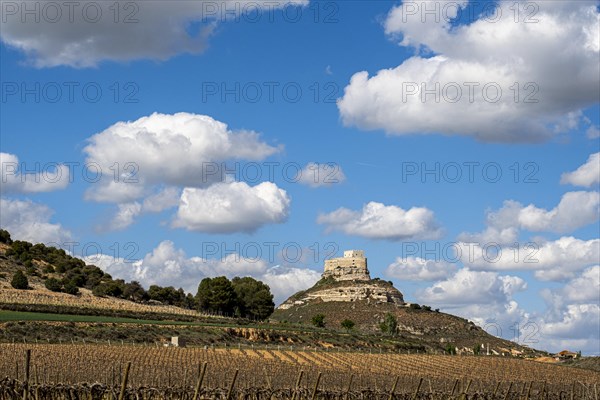 Vineyards around the Real Castillo de Curiel in the Ribera del Duero denomination of origin area in the province of Valladolid in Spain