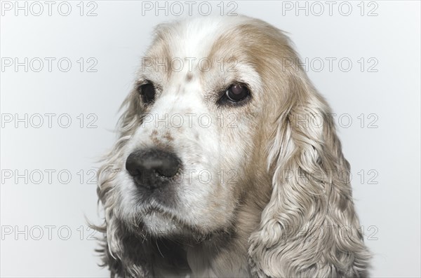 Headshot on a Cocker Spaniel Dog