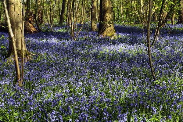 Common bluebell