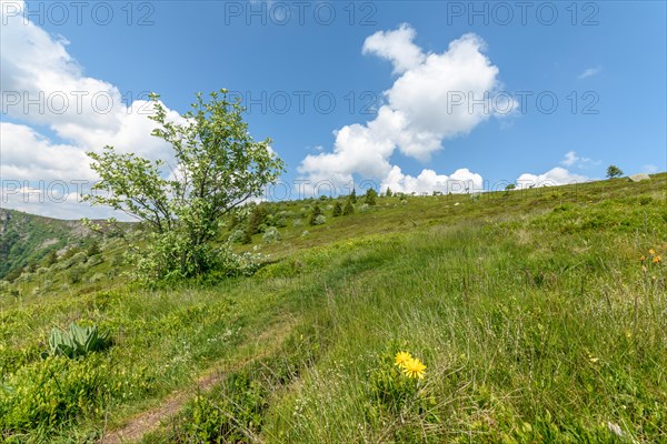 Landscape of the High Vosges near the riverbank road in spring. Collectivite europeenne d'Alsace