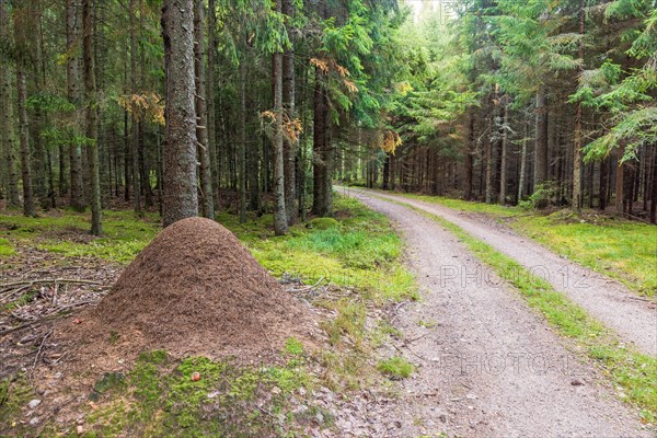 Anthill at roadside of a dirt road in a spruce forest