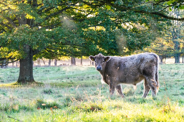 Free Range Bulls at Fall Sunrise