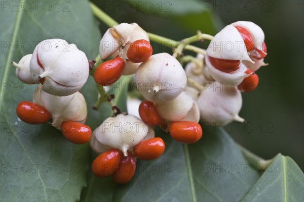 White european spindle