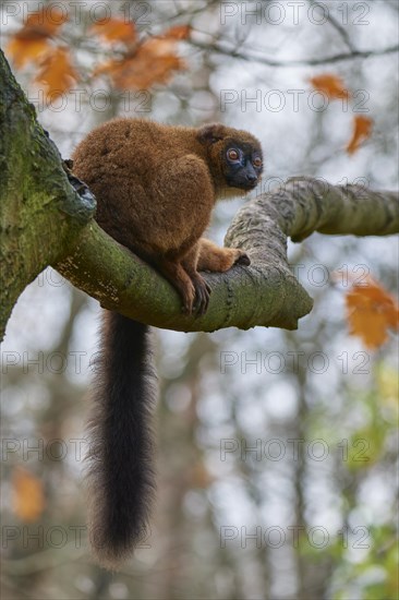 Red-bellied lemur