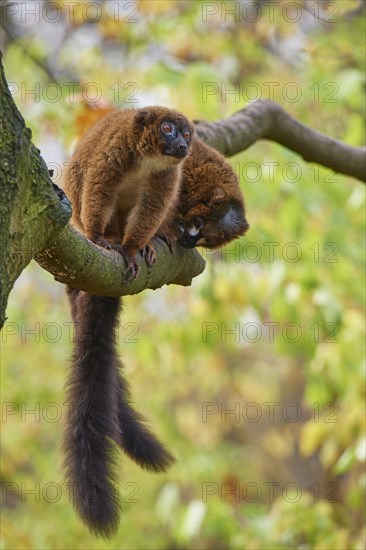 Red-bellied lemur