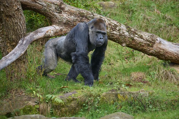 Western gorilla