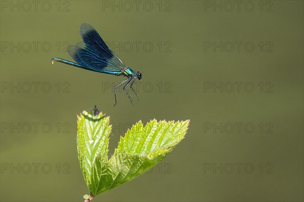 Banded demoiselle