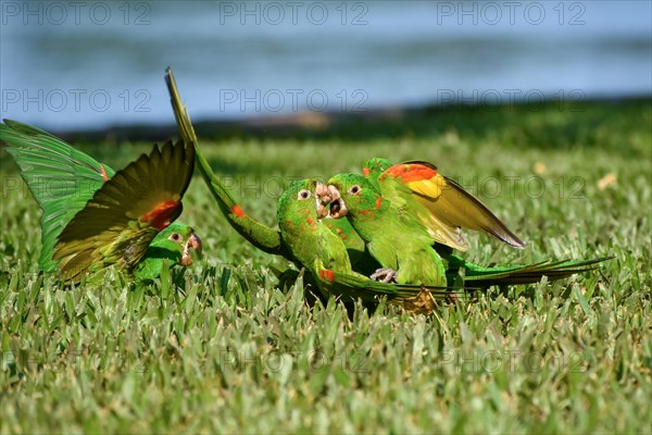 3 Pavua parakeets